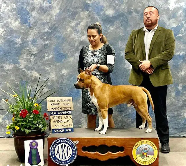 AKC CH Malones Welcome to The Jungle at American Dream