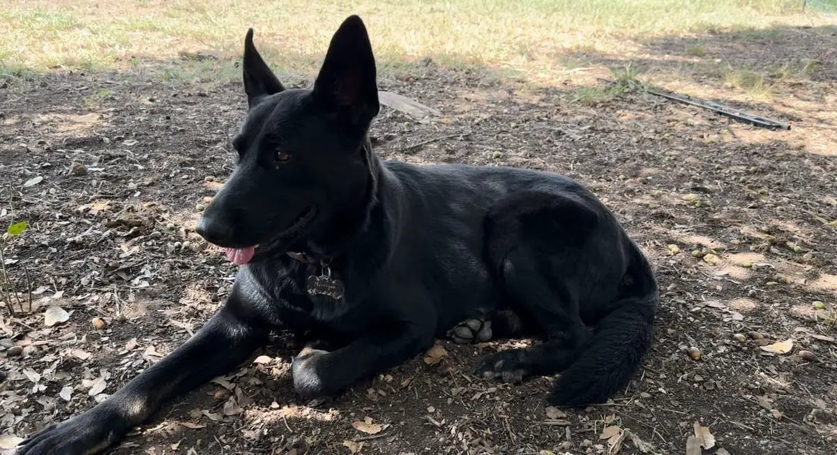 Queen Of Hearts Vom Sudenblick