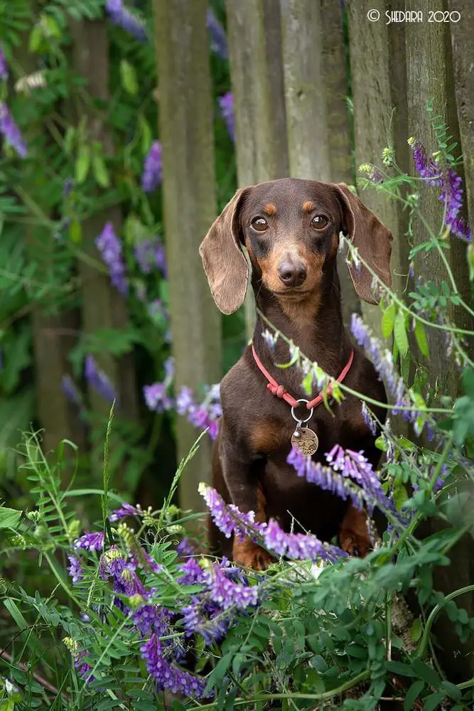 JChUA,2* ChUA, BBB ARMIDACH DARIKA DEEP