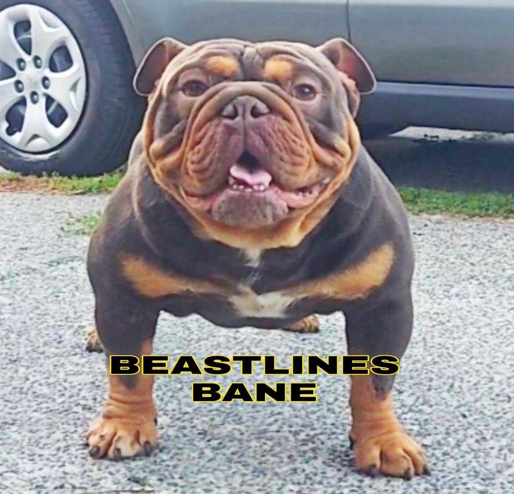 Beastline Bane