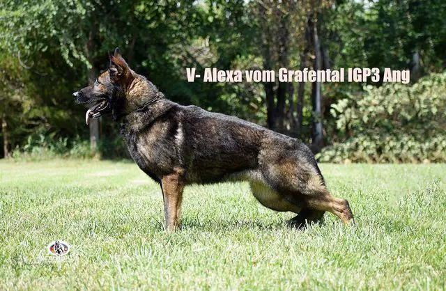 SG Alexa vom Gräfental
