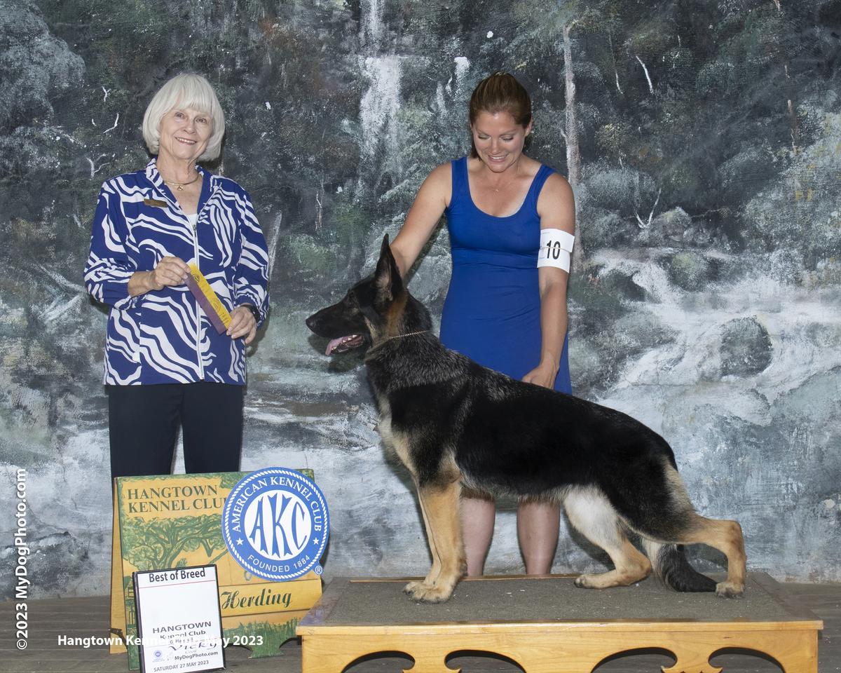 CH Carlyn’s Hunky-Dory V Blackledge