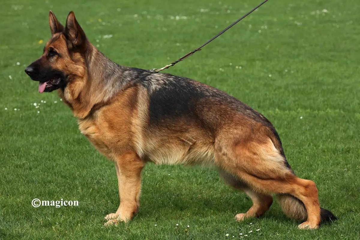 Nettle vom Hühnegrab