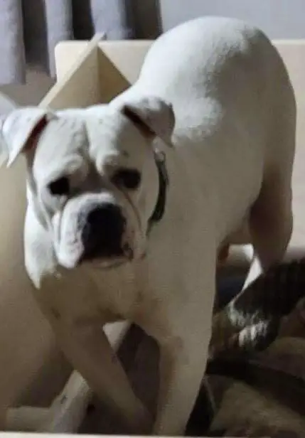 Classic South Tipsey