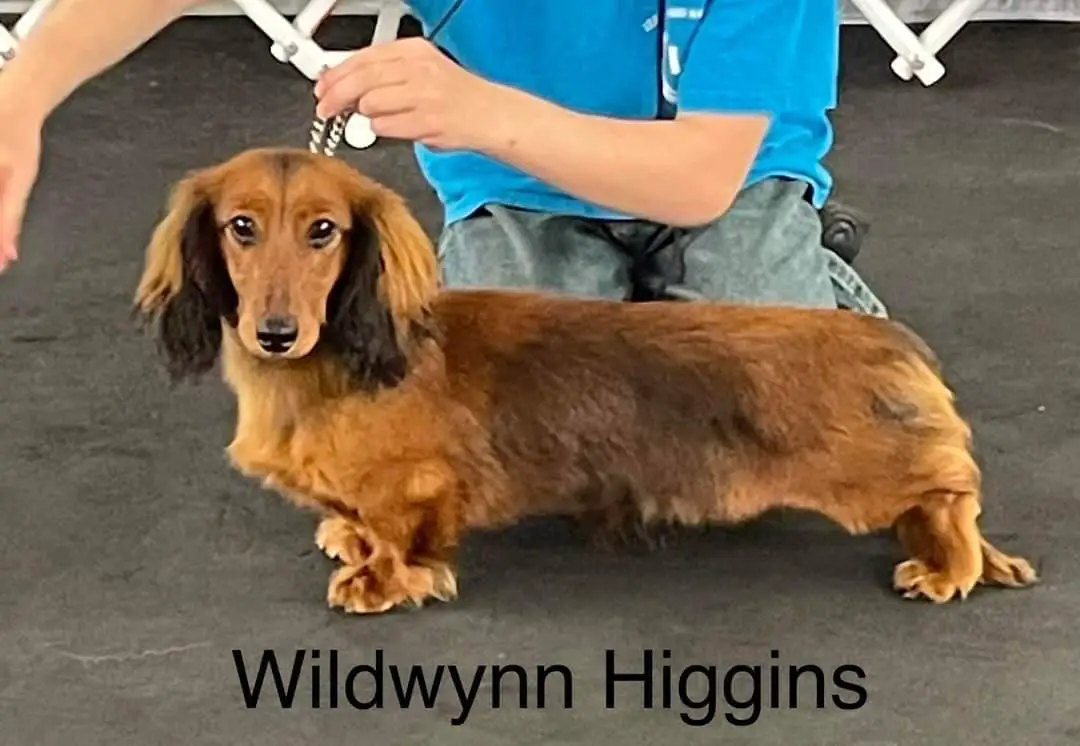 Wildwynn Higgins ML