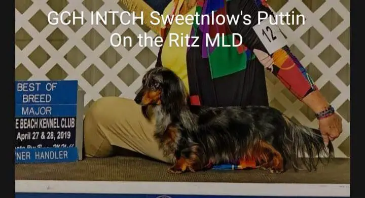 GCh Int.CH Sweetnlow’s Puttin on the Ritz