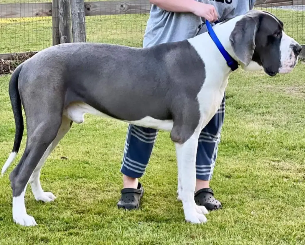 Land De Black And White's Magnum Of Mable Danes