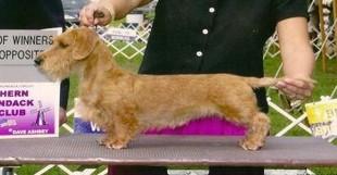 CH Tarlyn's Pywyre Melody MW