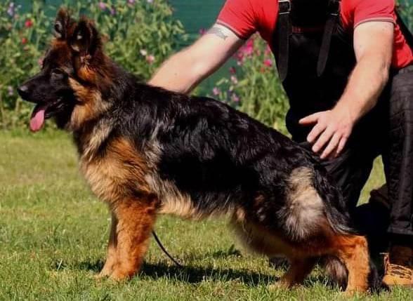 INDI I.R. Satysfakcja