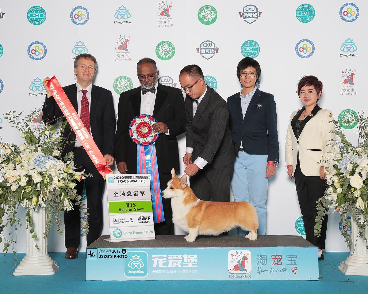 CN. GCH. INT. APAC. PH. CN. CH. NUMIMA KICKING THE SHOW OF JIA JIA KENNEL