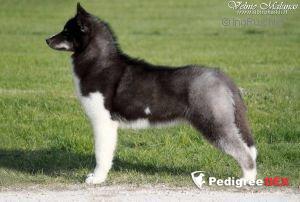 Limited Editions Velnio Malunas