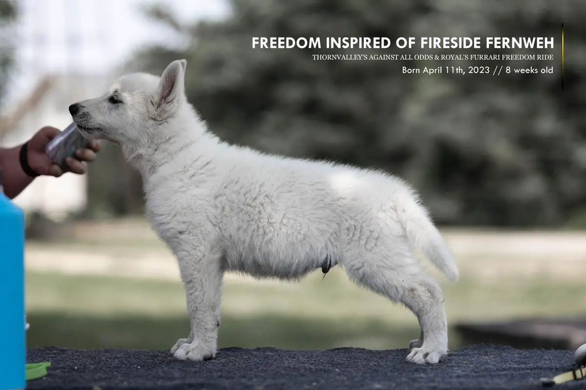 Freedom Inspired of Fireside Fernweh