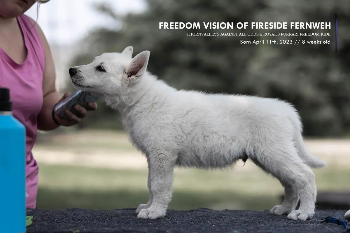 Freedom Vision of Fireside Fernweh