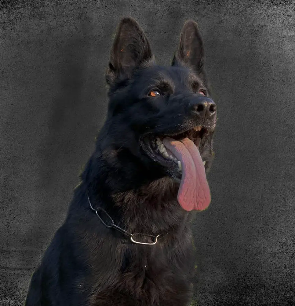 SG Maddoxx von der Katze