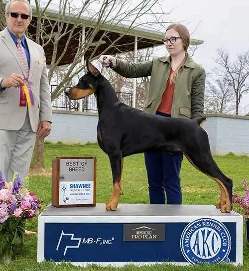 BISOH GCH CH Kelview's A Cry For Victory
