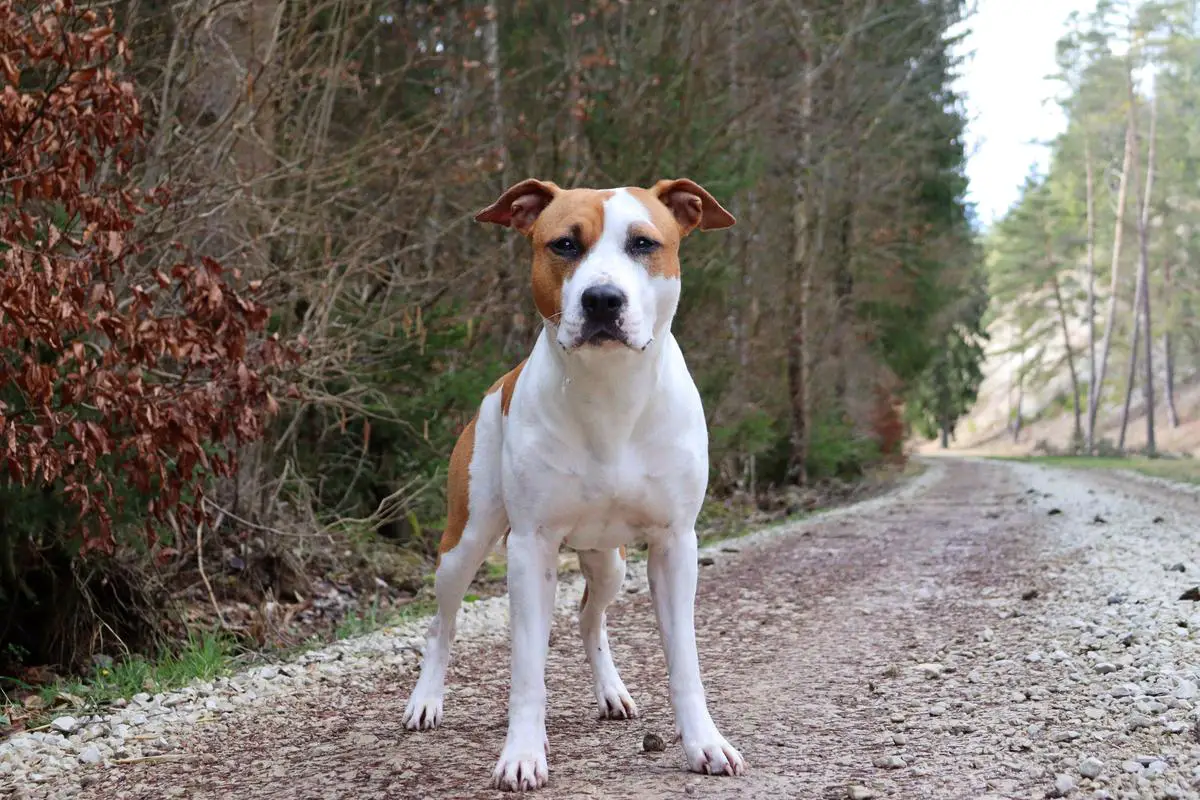 Copperpenny's Corvus albus
