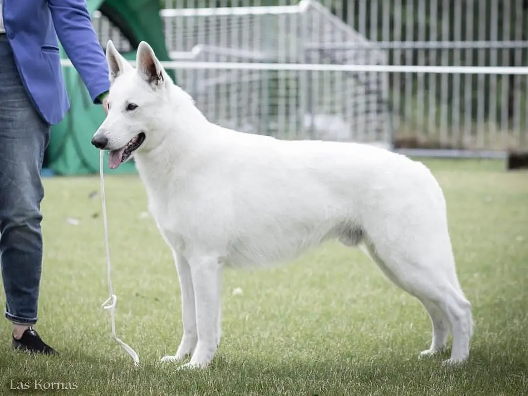 BOB, JCH of Poland, CWC/CAC, Res.CACIB, Best Puppy SEYDI Nubika