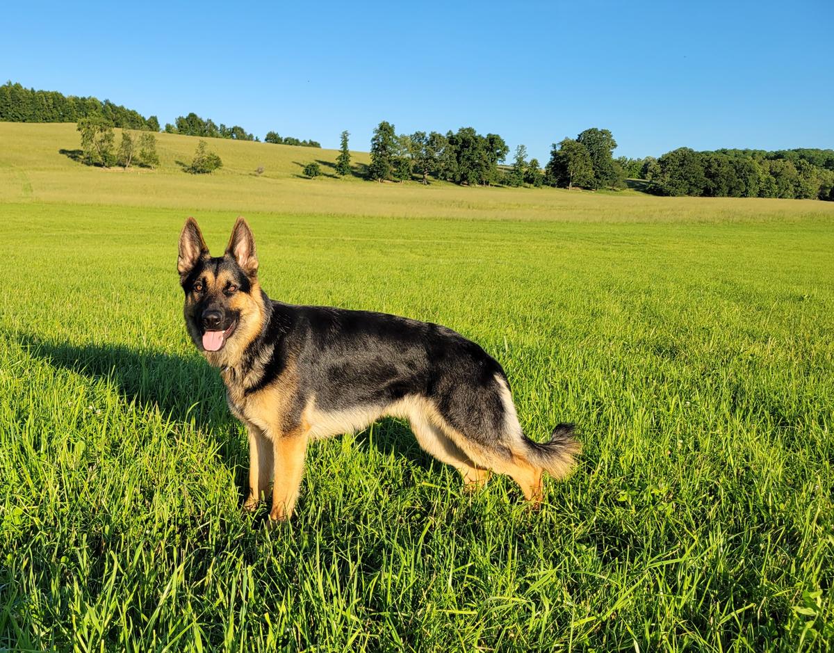 Egon von der schwarzen Teufelsmühle