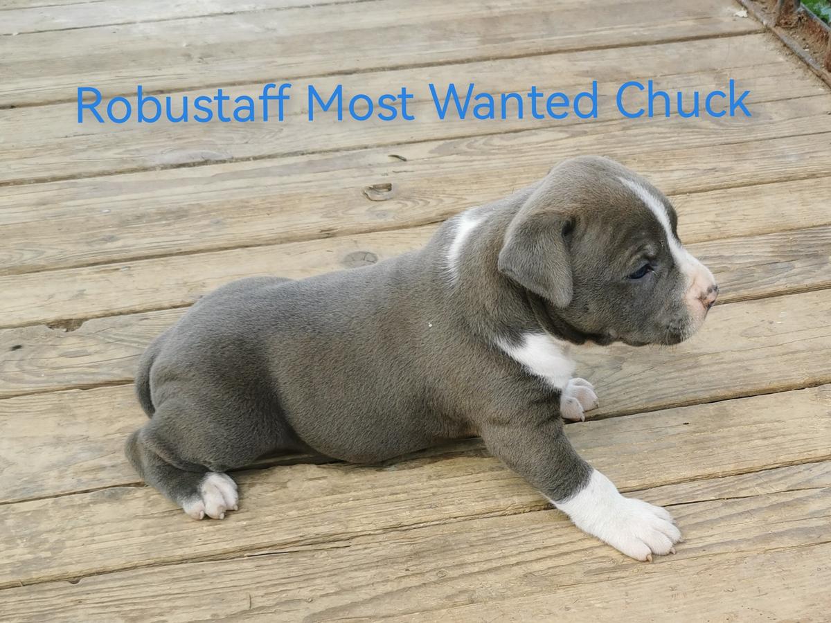 Robustaff Most Wanted Chuck