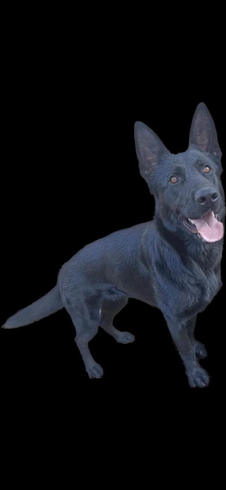 Mura Von Faun Kennel