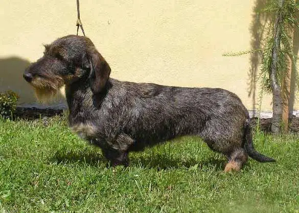 KARKULKA AT VITORAZ VALENTINKA