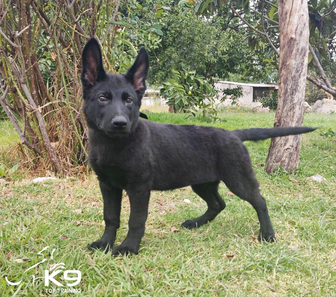 Hazel of k9 Top Training