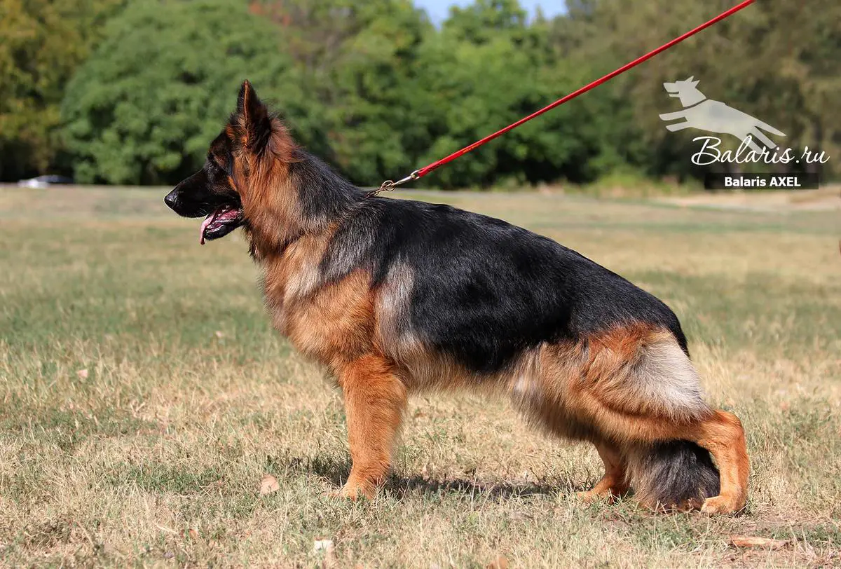 CH JCH CHoC Balaris Axel