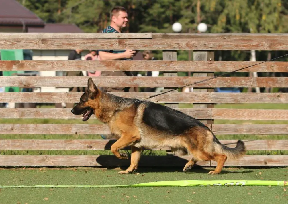 KENZO VOM MAIR HOF