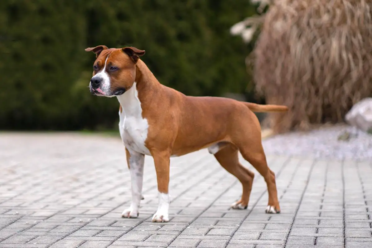 Champion CZ, SK, PL, KAST, KCHMPP, ČMKU, Grand Champion Orty Tipit z Hanky