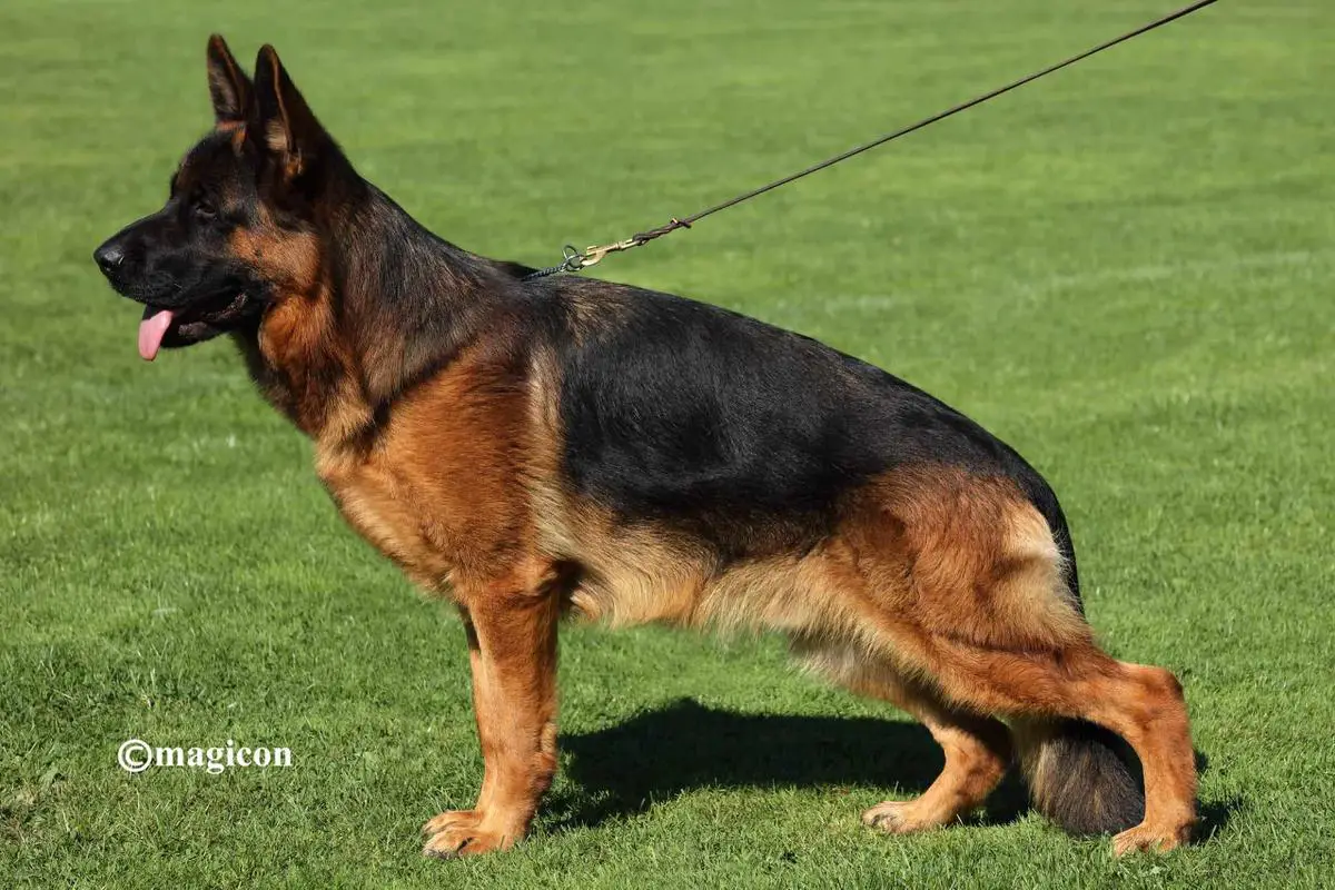 SG2 BSZS Sam von Dakota