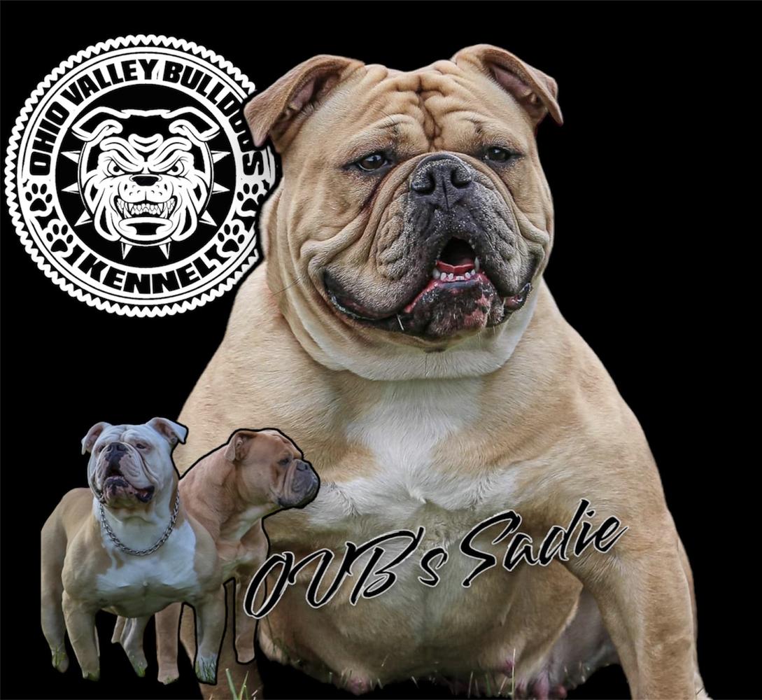 OVB’s Sadie (scrappy)(Baby Bull x Thomas)
