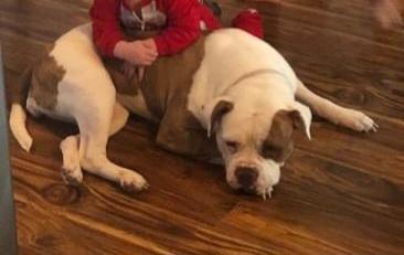 Gypsy on the run of Whitey's