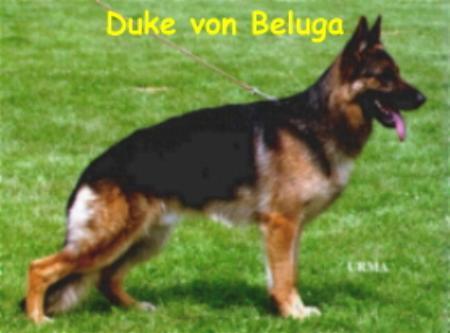 V Duke von Beluga