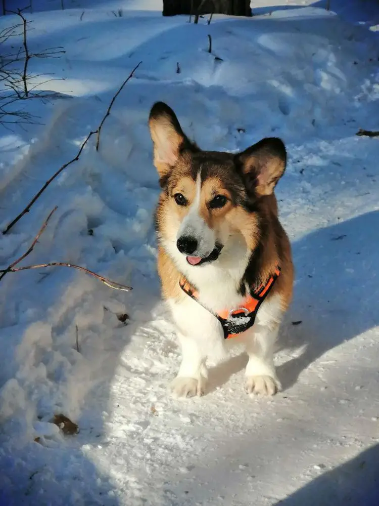 NICOLE BOURJOIS ( N/B )