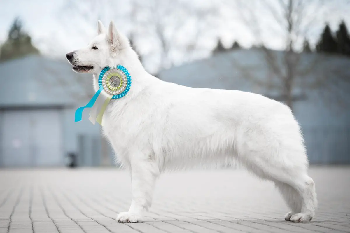 International Ch, BOG3 GrChSK, Ch SK/HU, ClubCh, NV BELLA Max-mel bieli nebeskí vlci