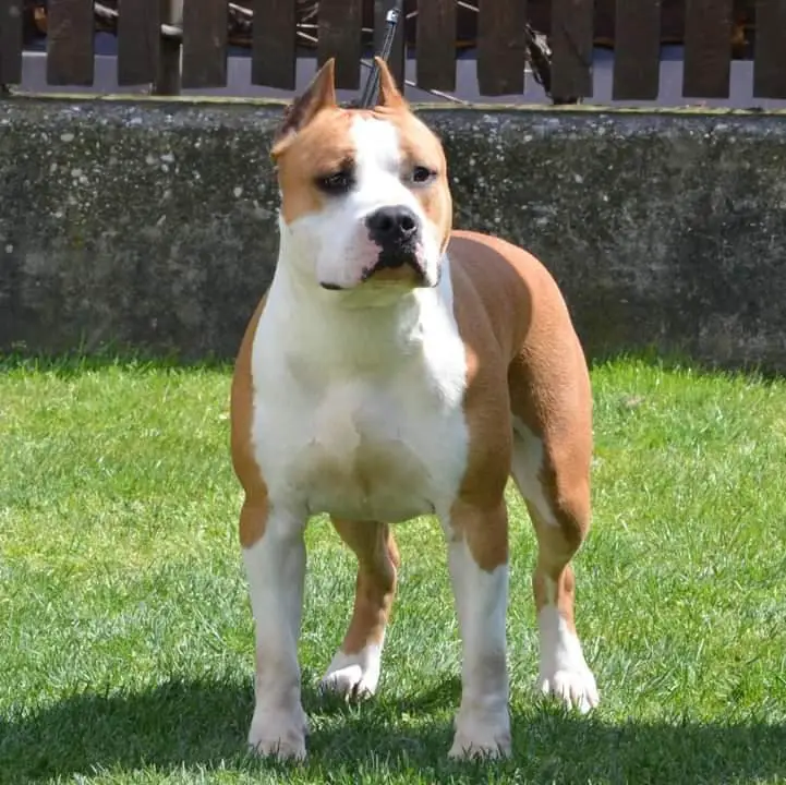 Tobi Od 1300 Kaplara