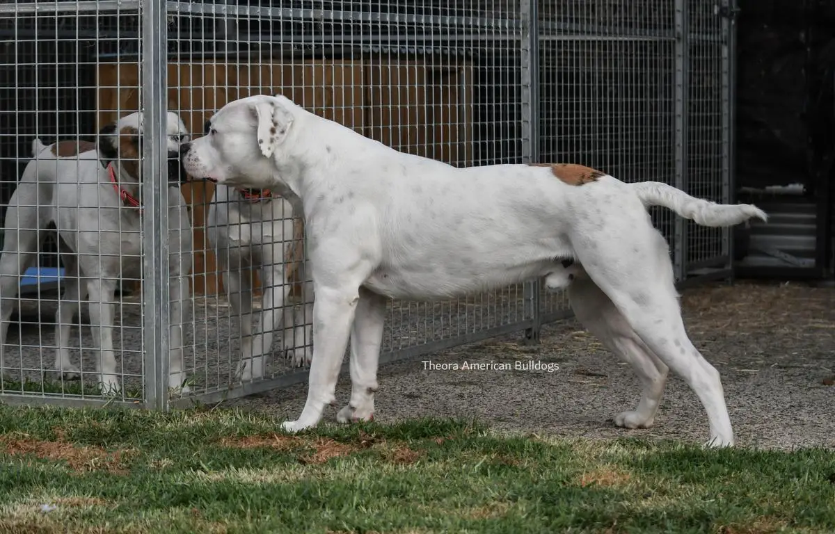 Theora's Original Sin