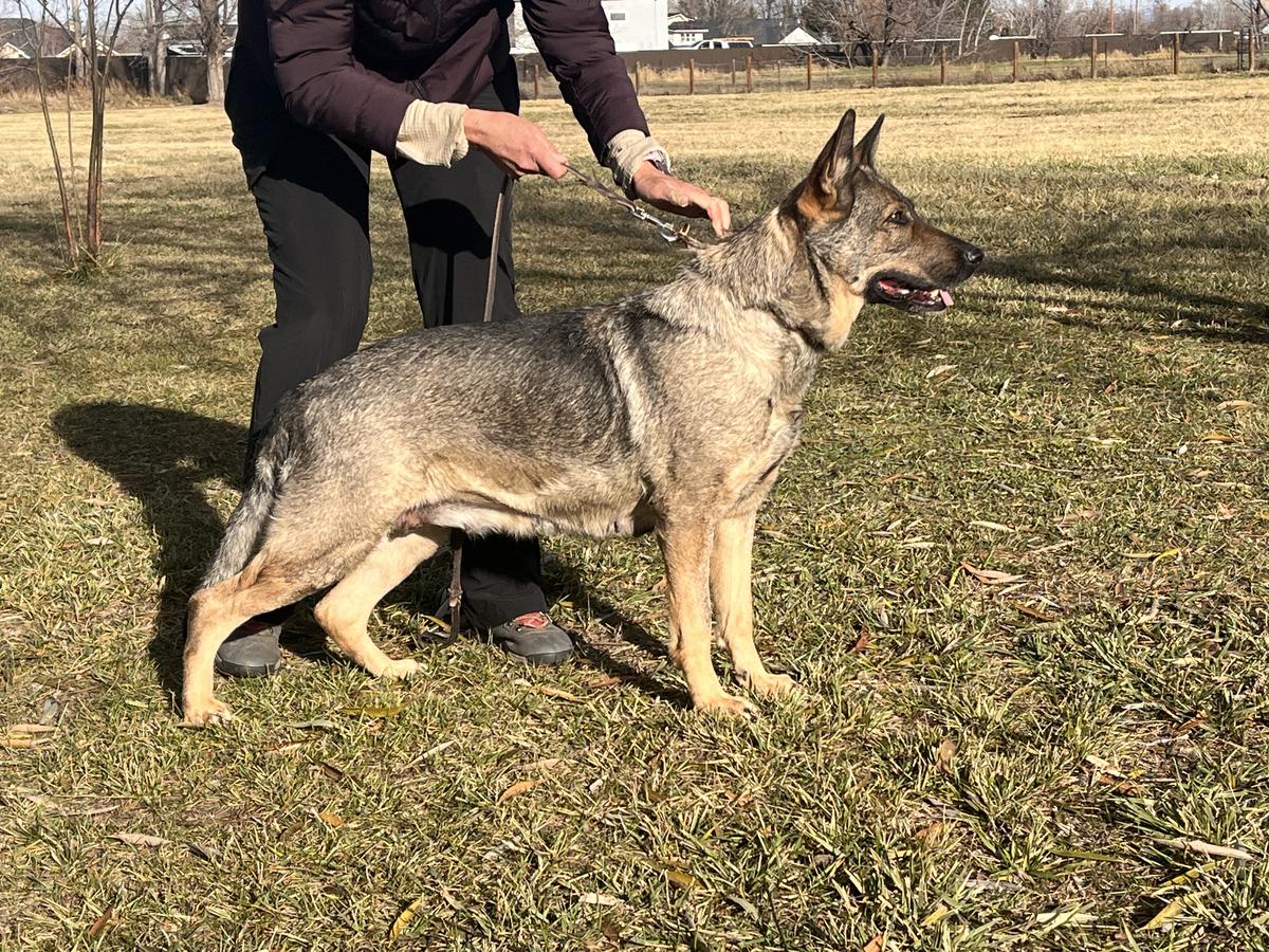 SG Zita vom Haus Lohe