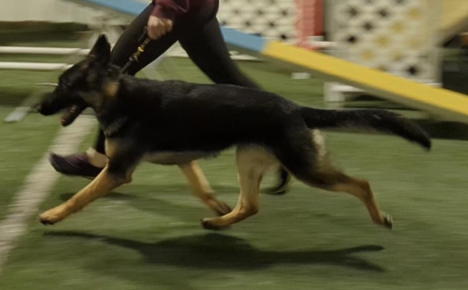 UKC CH 3xc My Ashes Flew On The Northwind