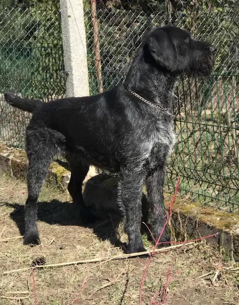 Zörög-tetői Archibald