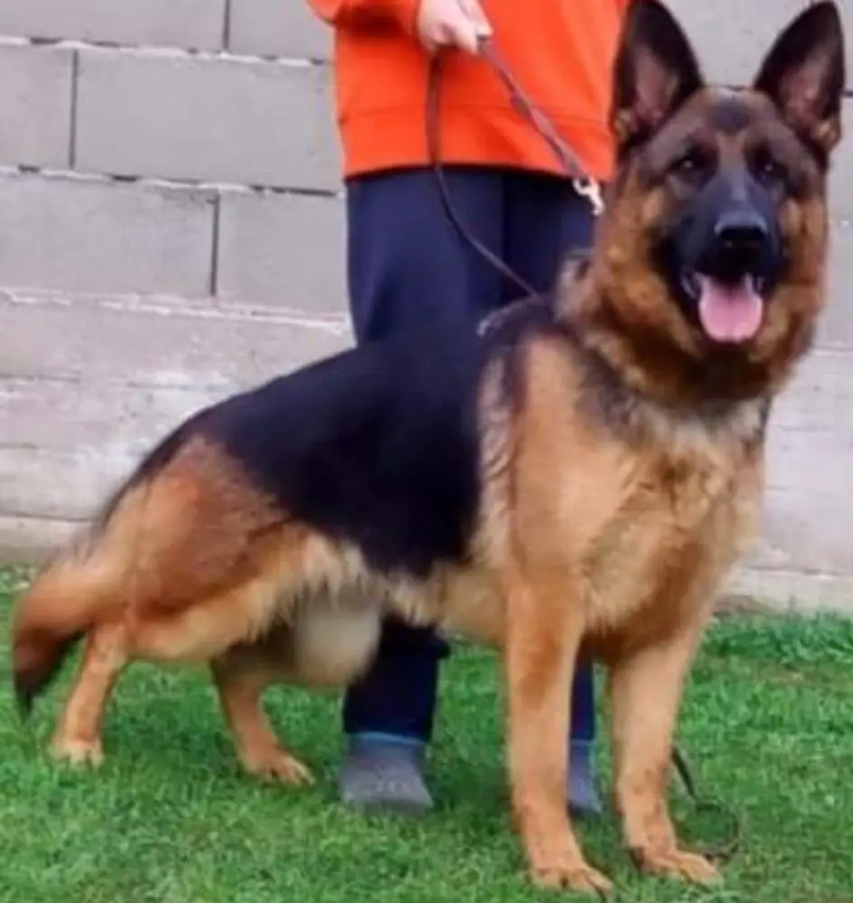 SG7  VV3 Viky Von Schalcris