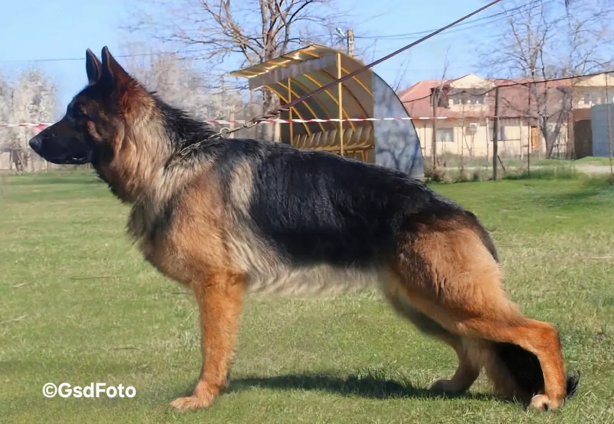 Romania Junior Champion, Romania Champion Amira (2023)