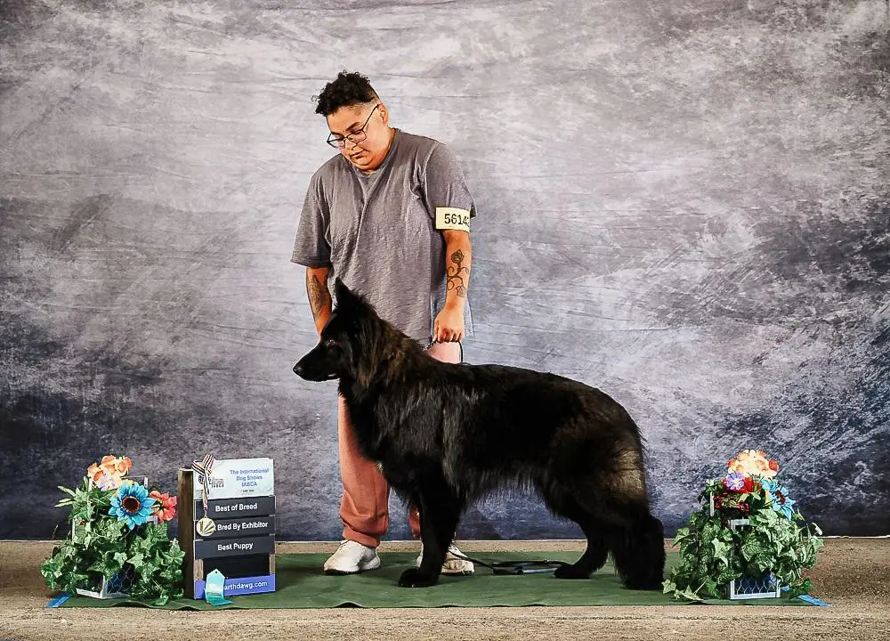 UKC CH Nat/Int/Hnr SrCH Supa Dupa Fly vom Crescent