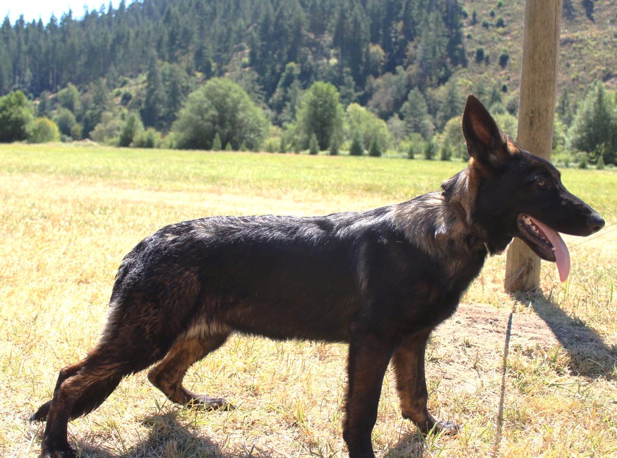 Yara vom Haus Middleton