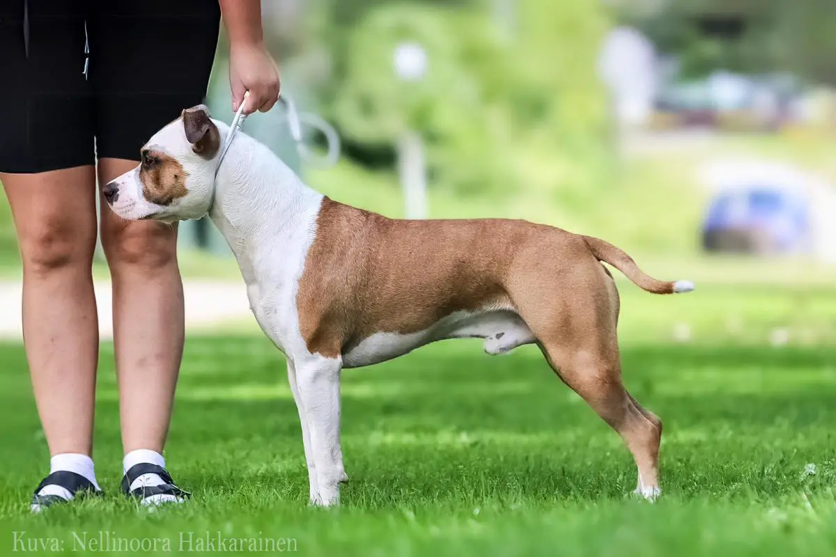 FI JCH, FI CH Sticky Wicket's Ospray Was Here