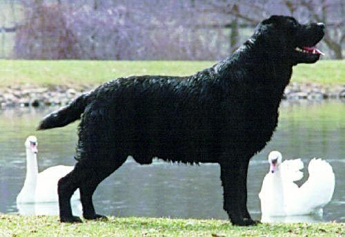 CH Dickendall's Ruffy