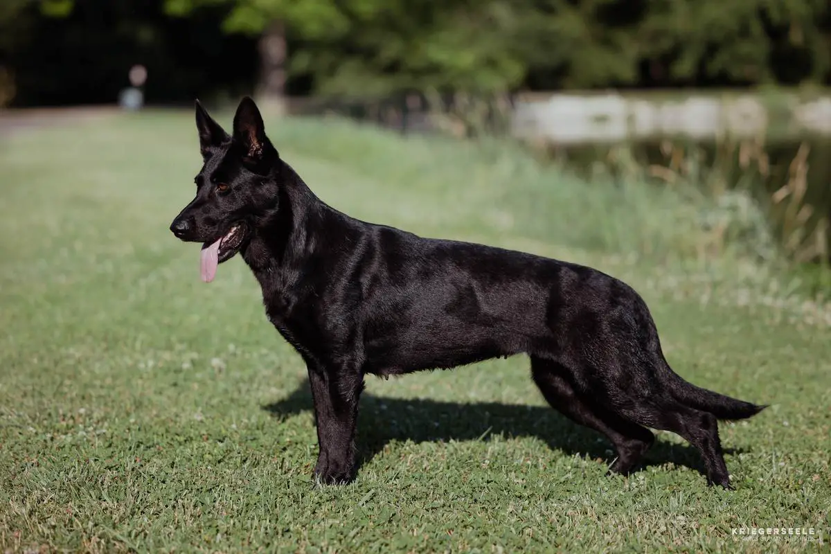 Blackberry Bria Artikau