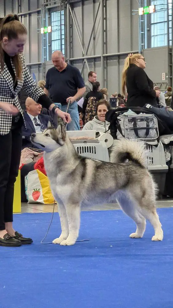 Vice-Winner of Europe 2024, CH UA, CH SLO Brenda Arctic Monkeys