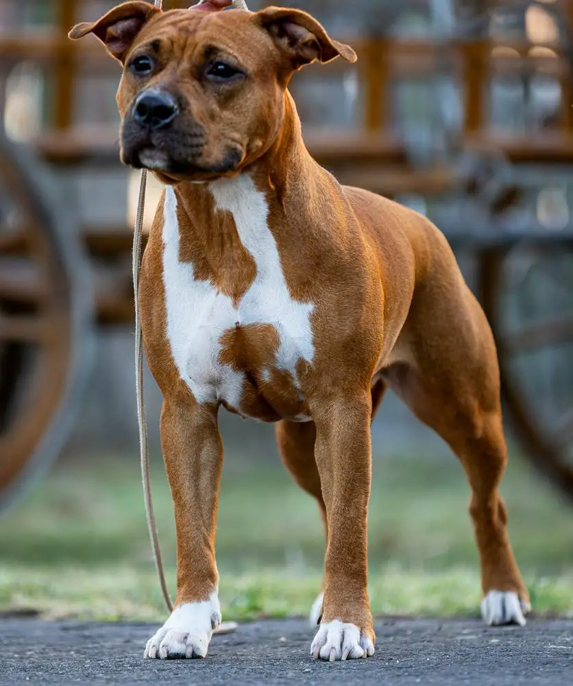 Hungarian Minor Puppy Grand Winner;HJCH AfterEffect Alabama Song