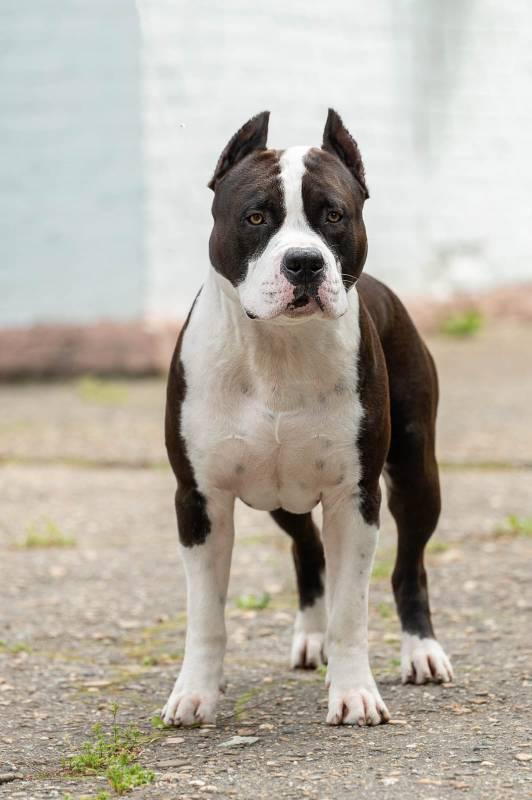 EVGEN POLI CHINGIZ HAN